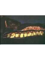 turok