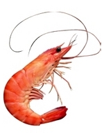 laGambas