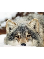 Wolfie
